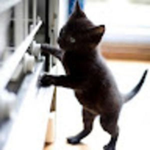 Meet your Posher, Rain